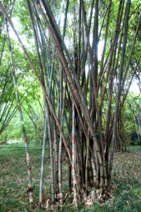 Gigantochloa albociliata - Wangjianglou Park - Chengdu, China - DSC05861