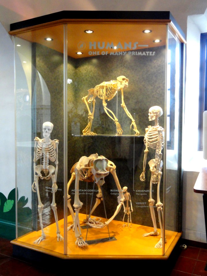 Gigantopithecus blacki, model - San Diego Museum of Man - DSC06889 02