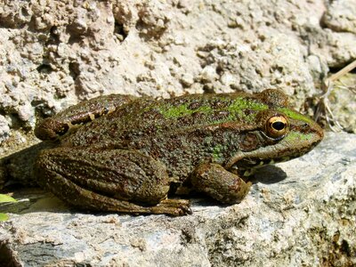 Batrachian croak amphibious