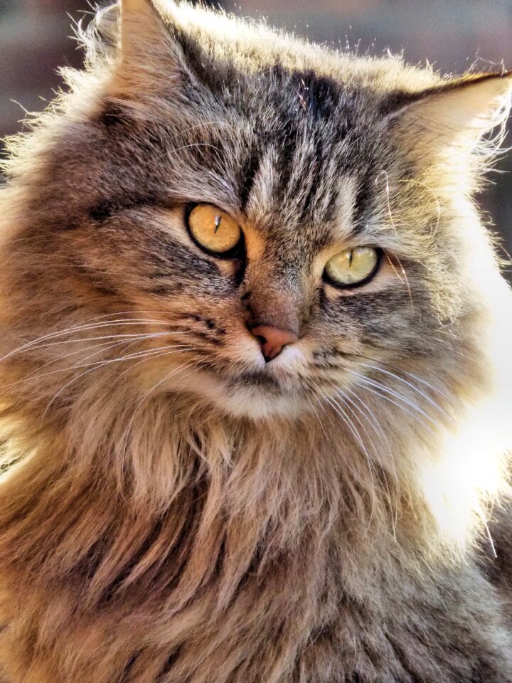 Maincoon nature mietze