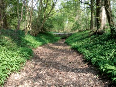 Gießbach, nördlich von Blankenloch