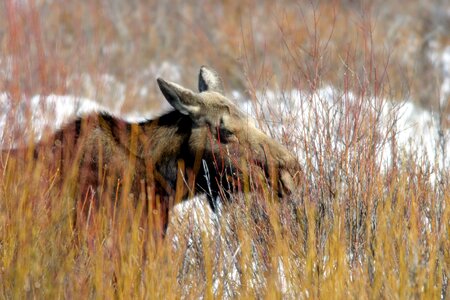 Eating browsing grazing