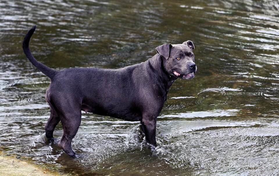 Summer river-dog animal-photography