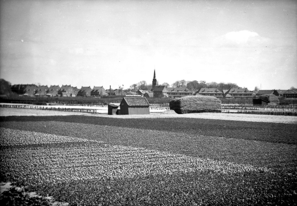 Gezicht op de bloembollenvelden bij Hillegom 1941 - HUA-834004