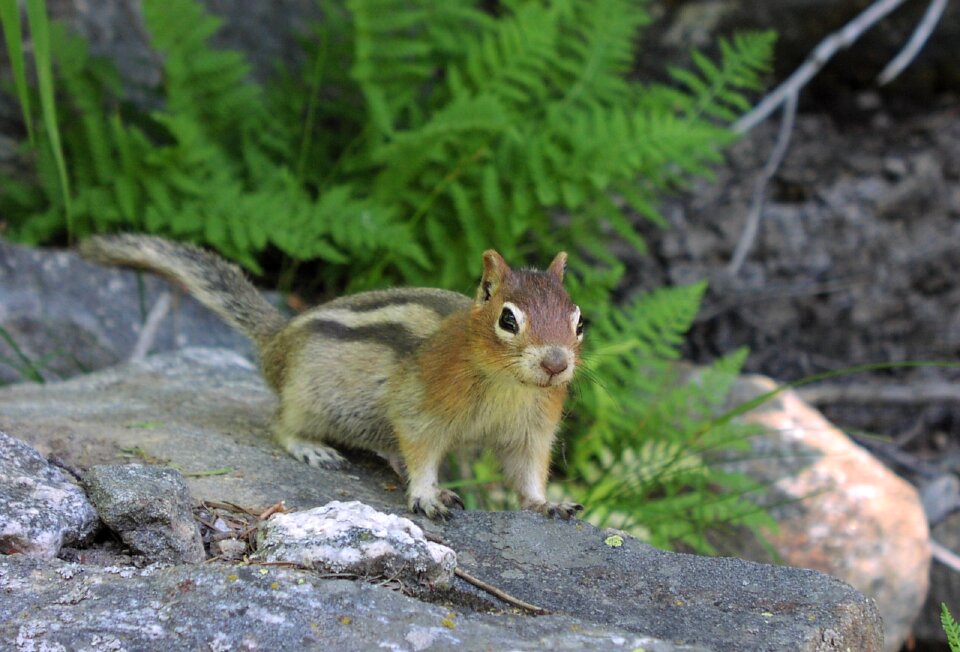 Wildlife nature animal