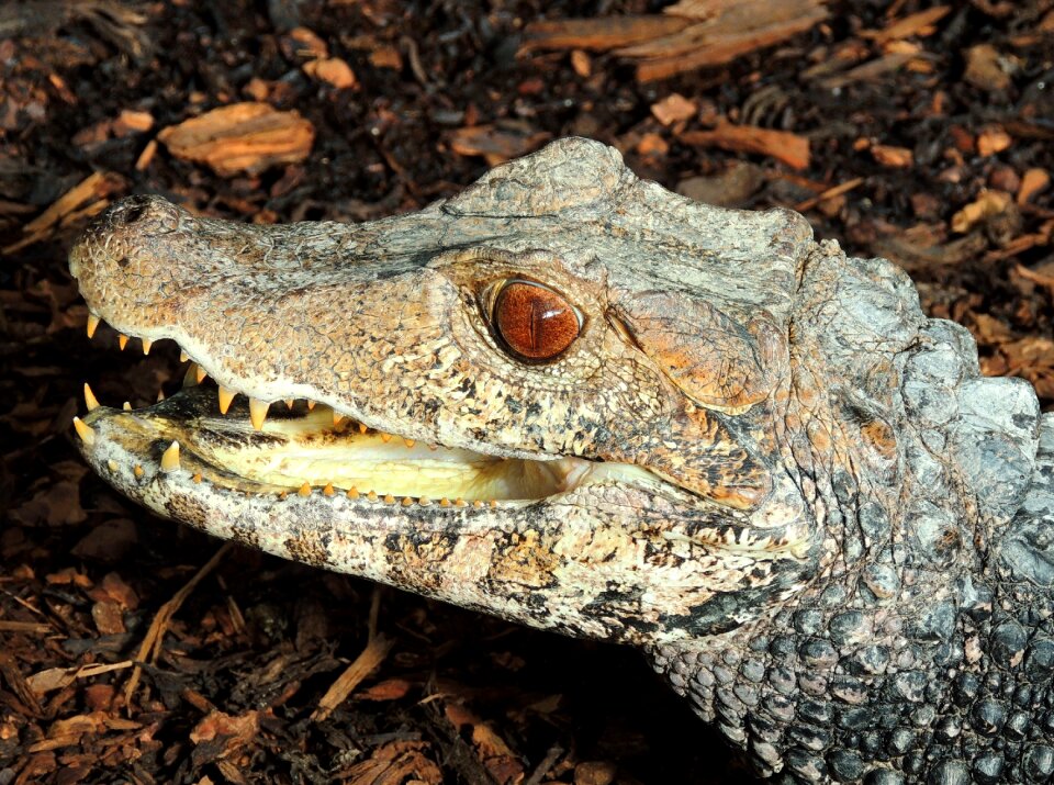 Alligator reptile animal world