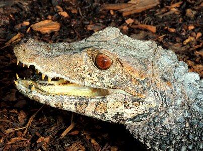 Alligator reptile animal world