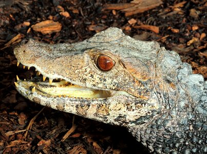 Alligator reptile animal world photo