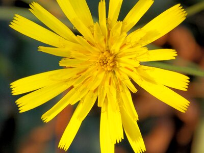 Spring yellow close up photo