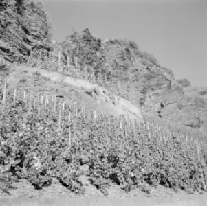 Gezicht op de wijnberg Ürziger Würzgarten, Bestanddeelnr 254-4102