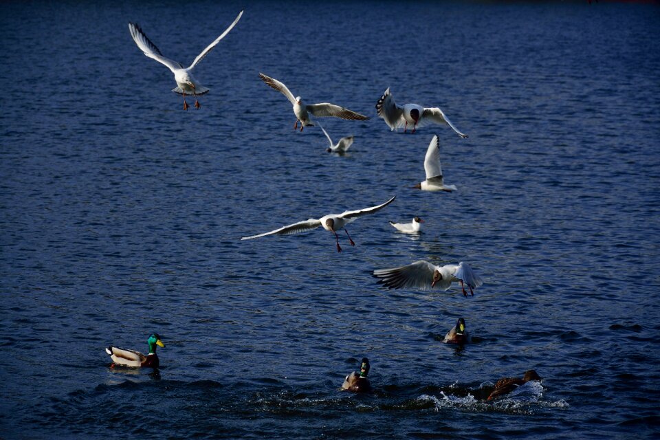 Flight nature wings