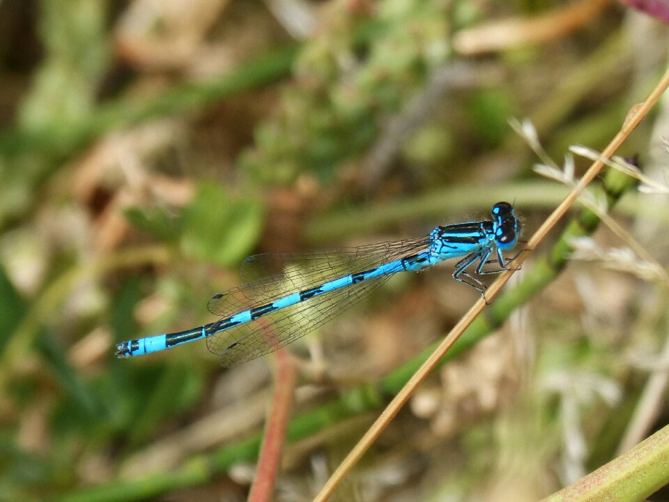 Detail blue beauty