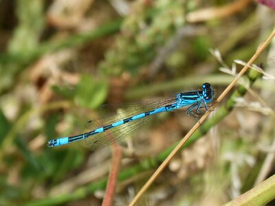 Detail blue beauty photo