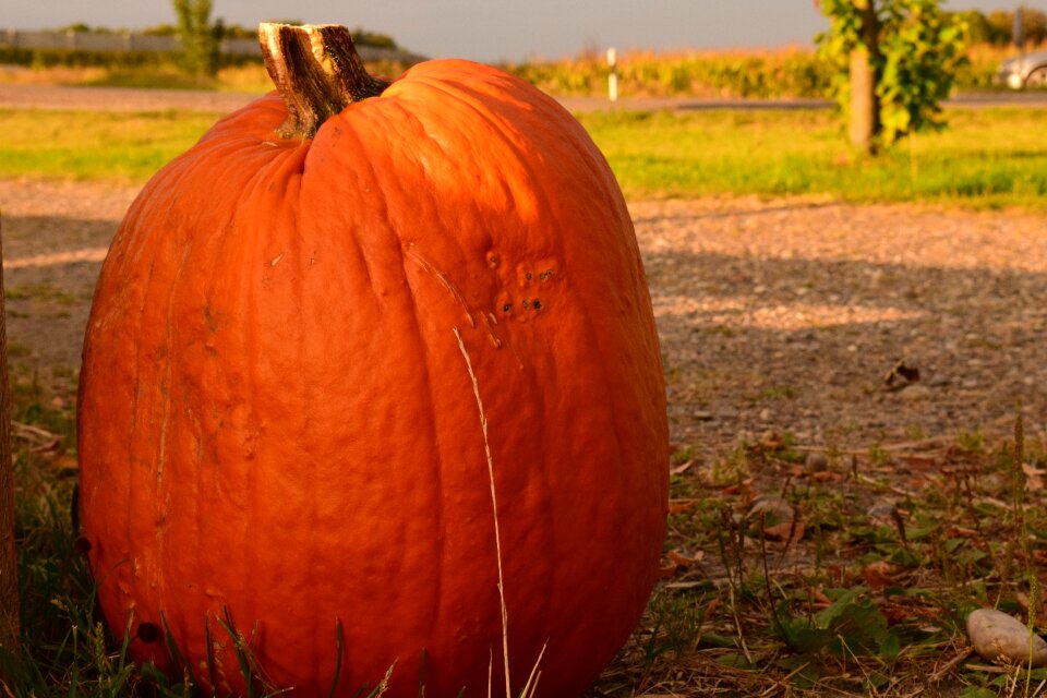 Fruit cucurbita maxima autumn