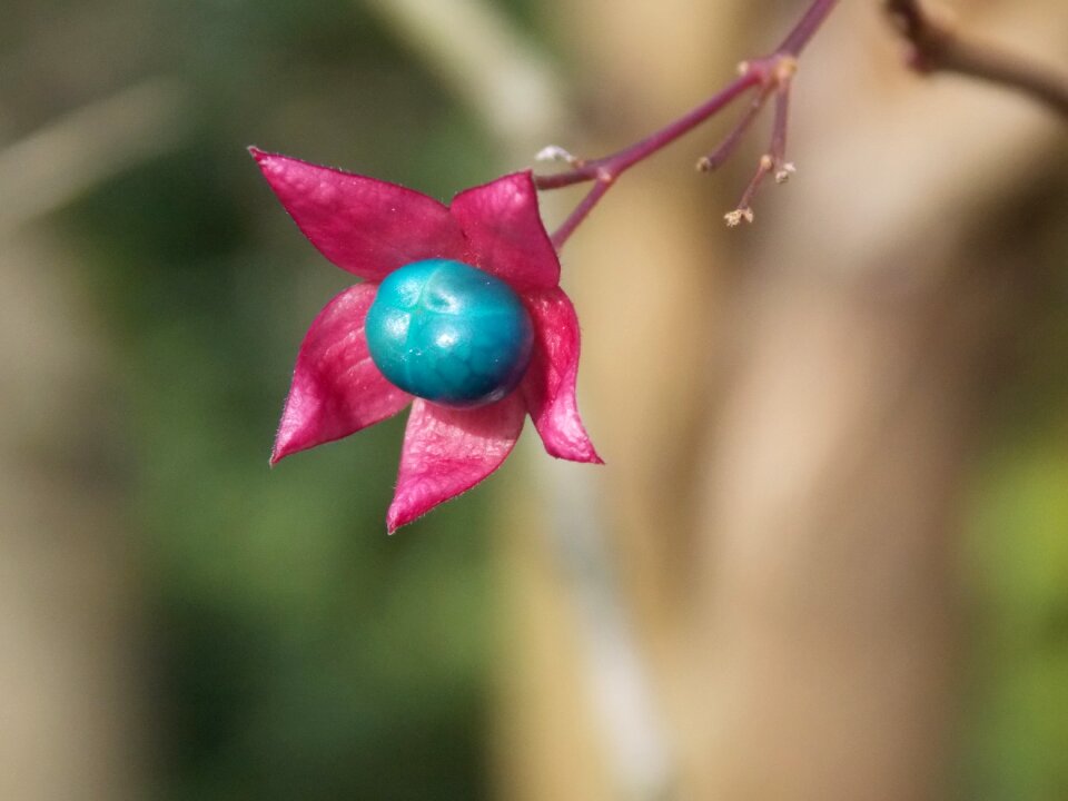 Spring purple flower