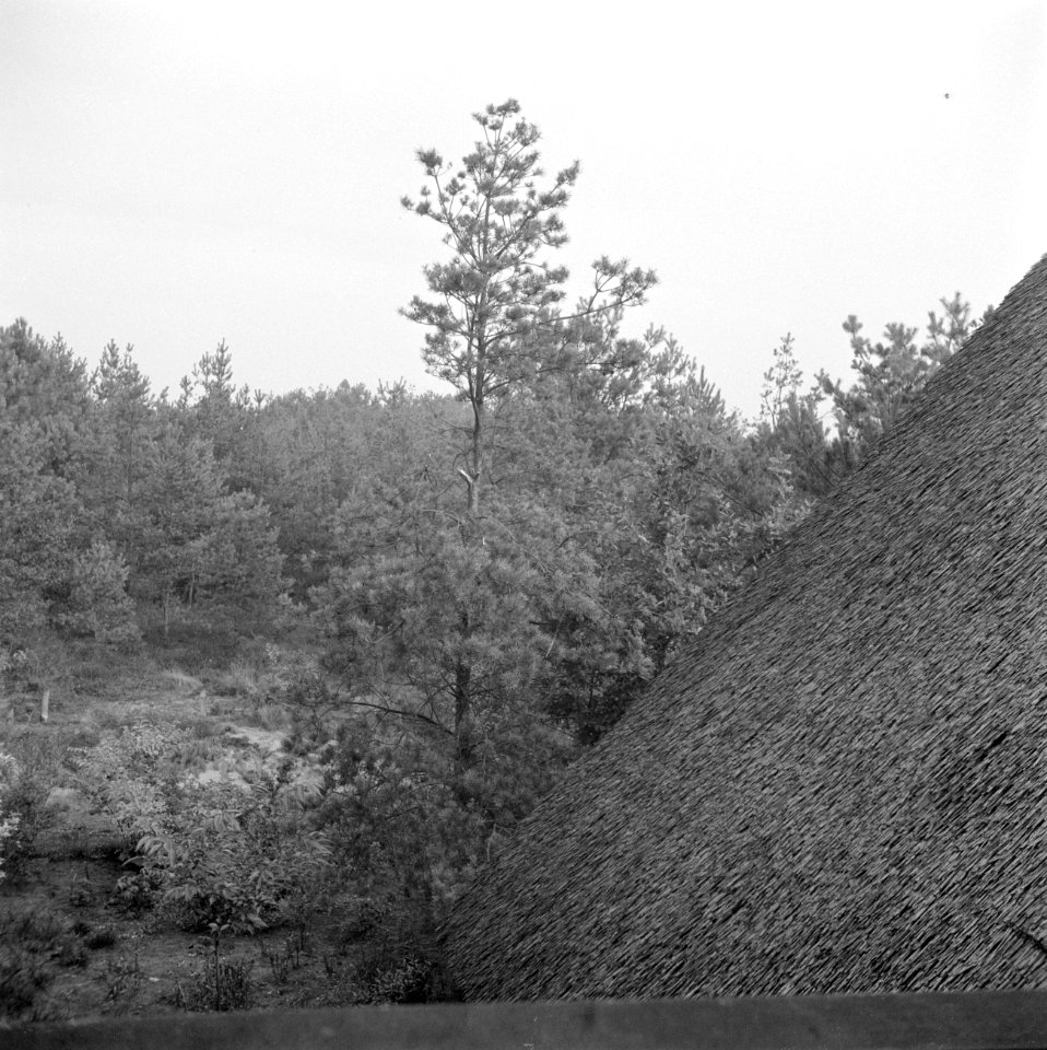 Gezicht op de bossen rond Aalst, vermoedelijk tijdens de bevrijding, Bestanddeelnr 255-9019