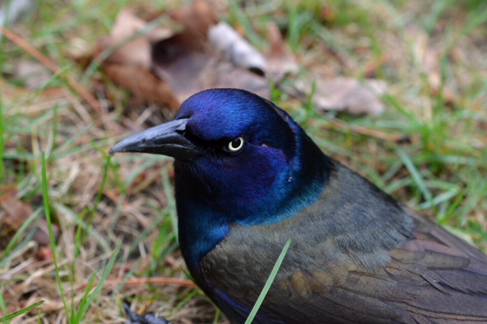 Nature ornithology blue