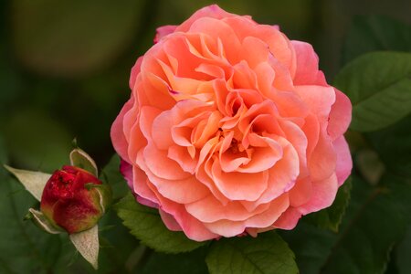 Roses my garden roses augusta luise photo