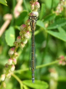 Winged insect detail beauty photo