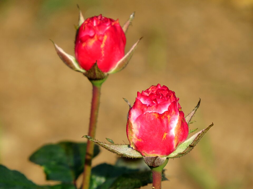 Romantic love valentine