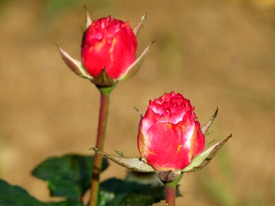 Romantic love valentine