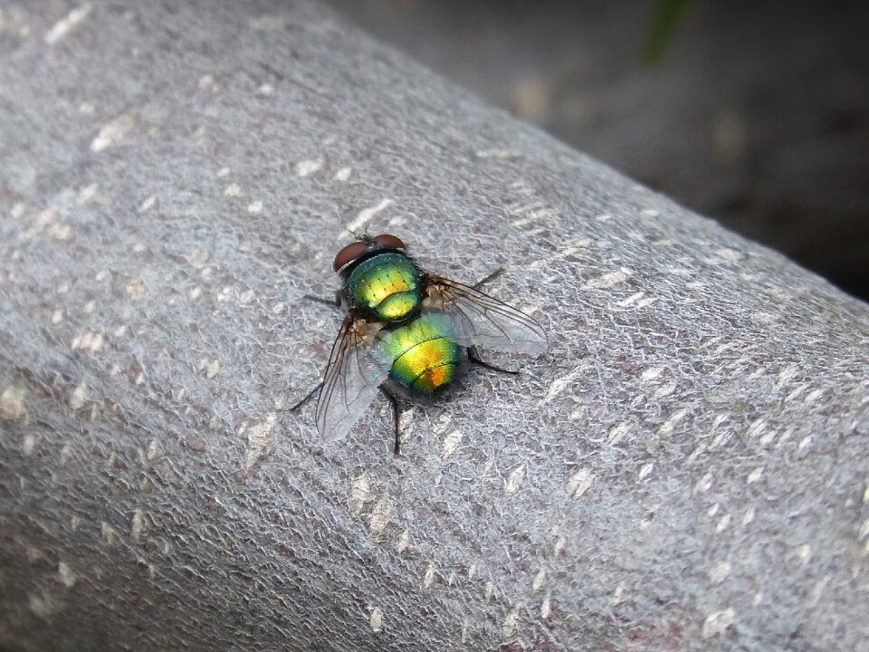 Insect detail iridescent