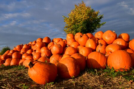 Red pumpkins carving pumpkin