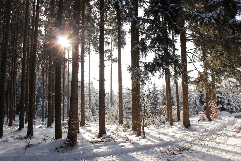 Backlighting winter nature photo