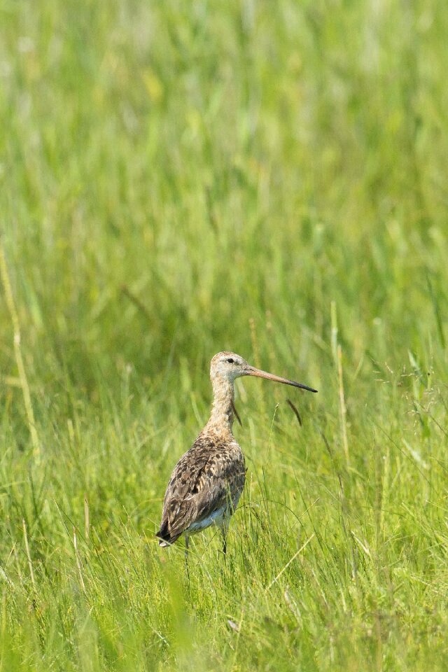 Wetlands dollars non plains mongolia