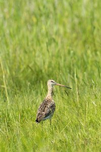 Wetlands dollars non plains mongolia
