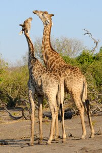 Chobe giraffes play
