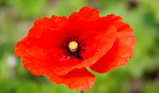 Red poppy nature plant