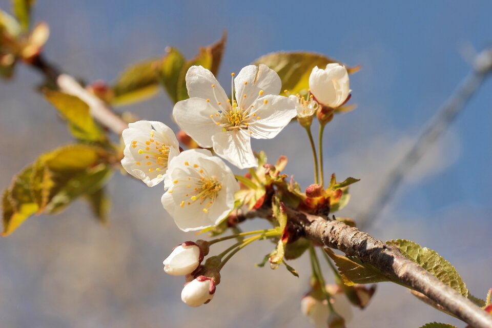 Nature blossom bloom