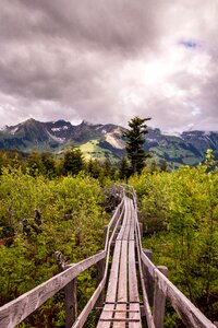 Lothar switzerland trees photo