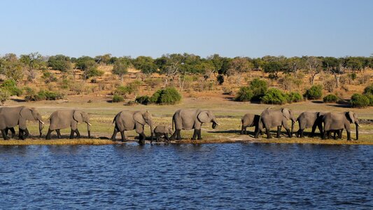 Botswana chobe herd of elephants
