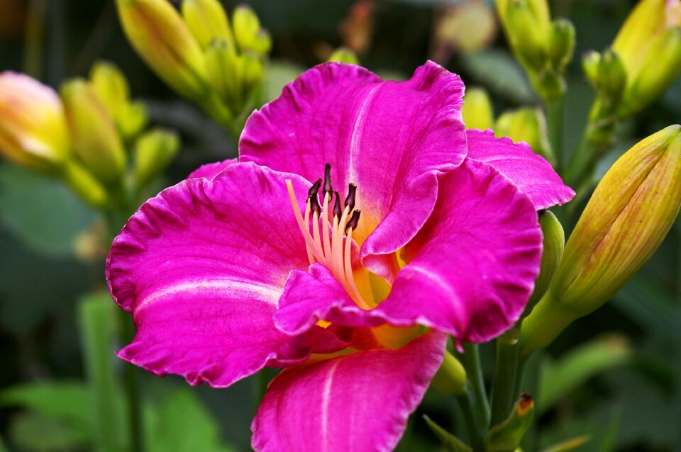 Plant garden blossom