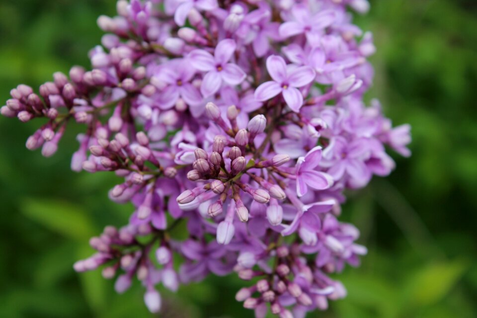 Nature spring flowers purple