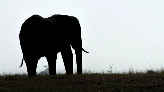 Botswana chobe silhouette
