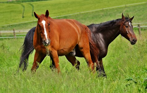 Stallion eat paddock