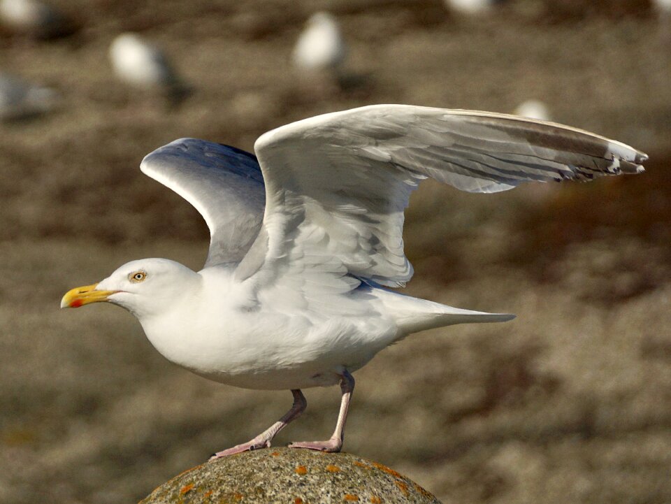 Flying take off bird