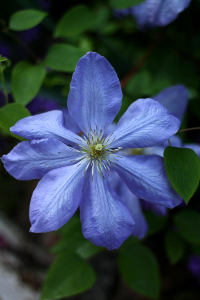 Flower petals nature