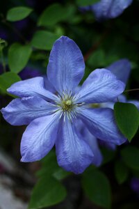 Flower petals nature