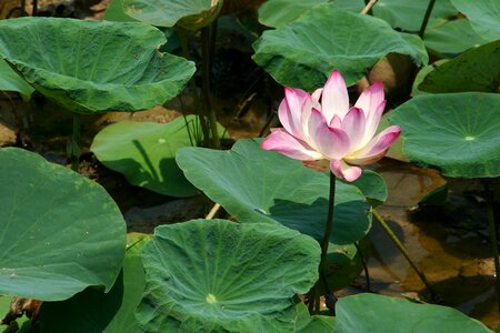 Water lily lotus flower photo