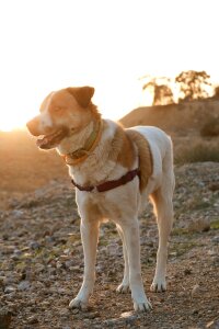 Lovely desert happy photo