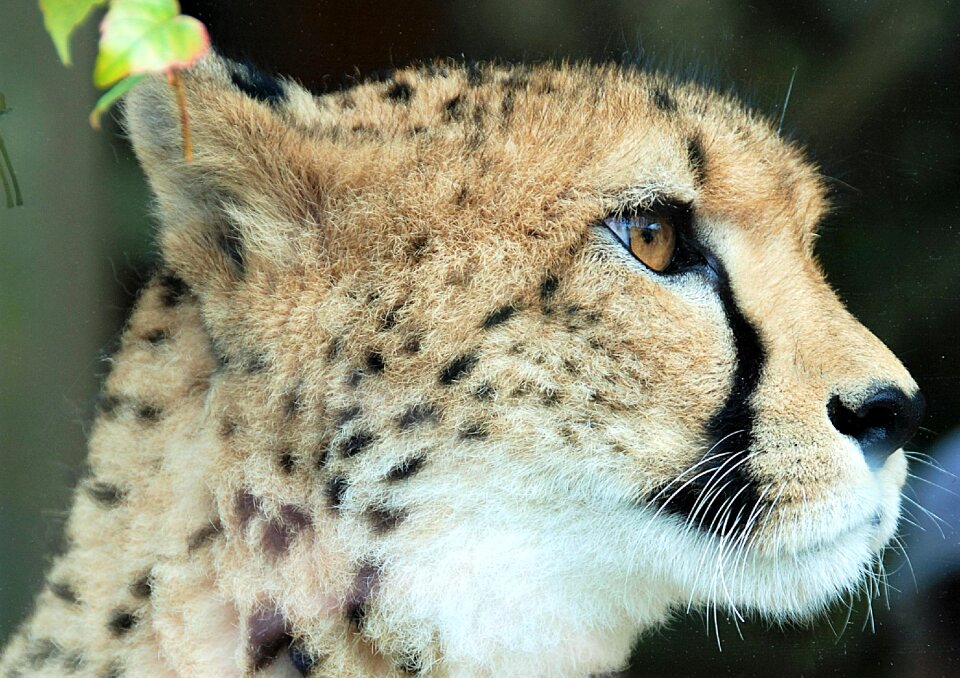 Cheetah closeup animal portrait