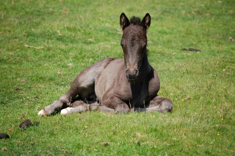 Horse cornwall england