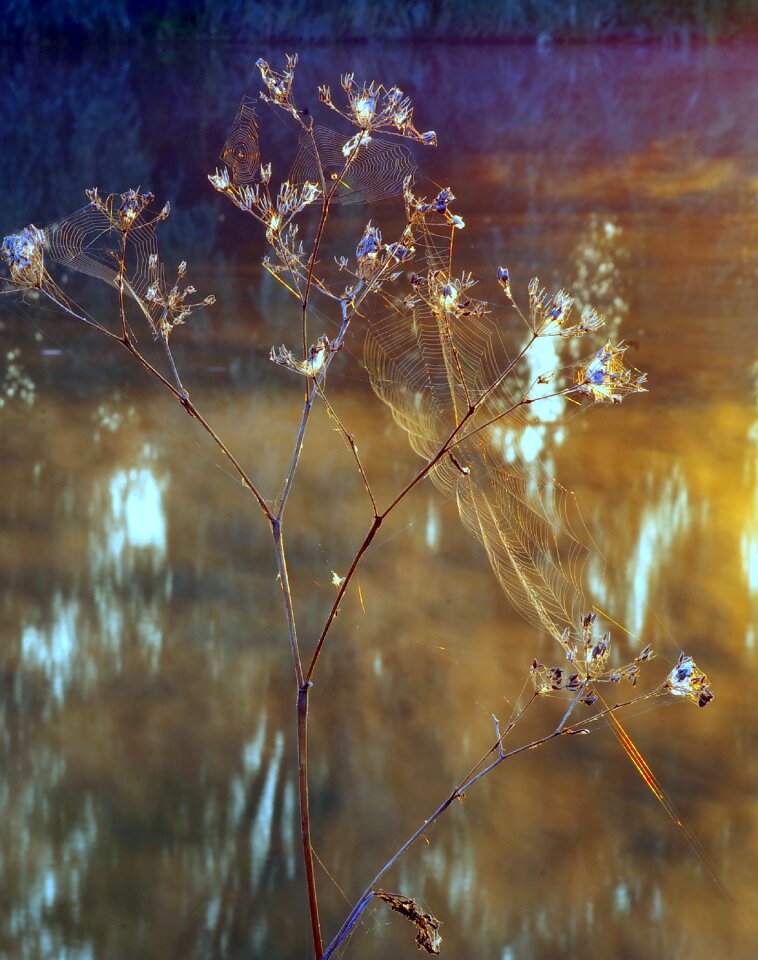 Water dry plants end of the summer