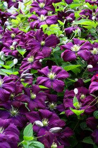 Flower petals nature