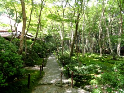 Giō-ji - Kyoto - DSC06262