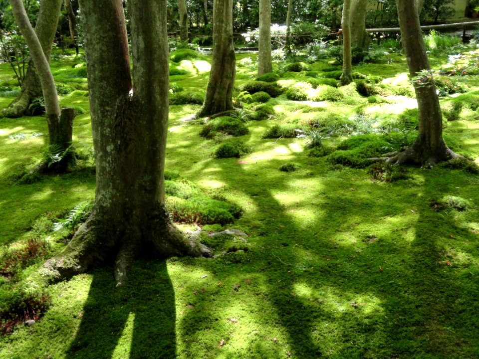 Giō-ji - Kyoto - DSC06271